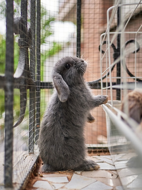 Coniglio grigio in piedi su un balcone vicino al concetto di cura degli animali domestici della gabbia