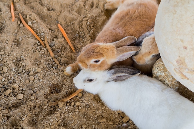 coniglio marrone, animale domestico coniglietto