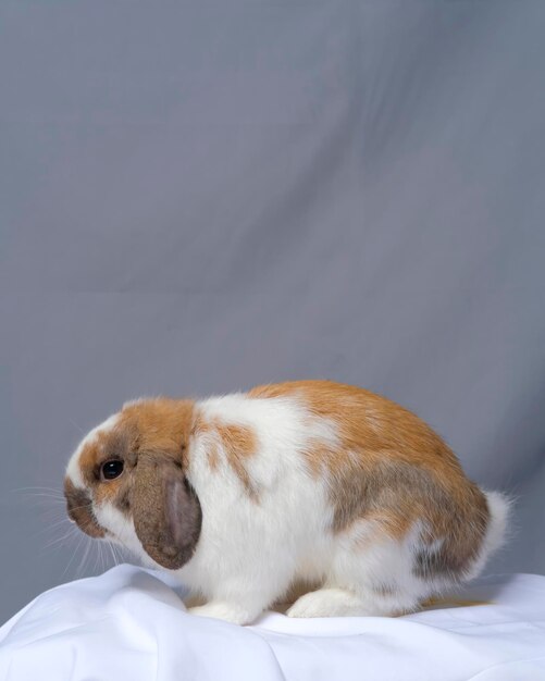 Coniglio maschio del ciclo dell'Olanda con lo studio del servizio fotografico di fotografia dell'animale domestico del cappello con sfondo grigio