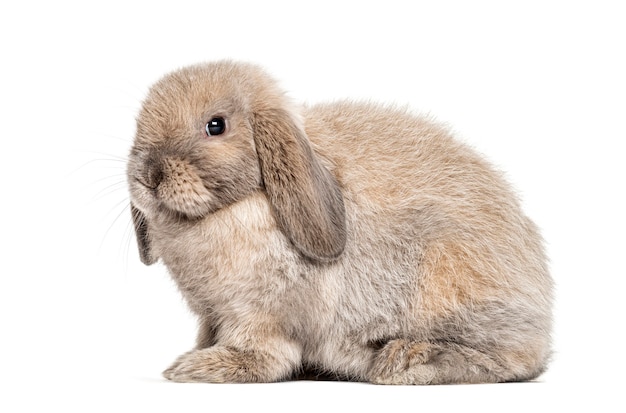 Coniglio mini lop isolato su bianco