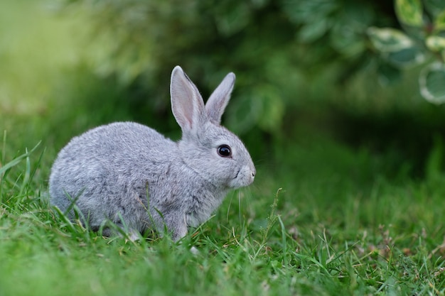 Coniglio nell'erba verde