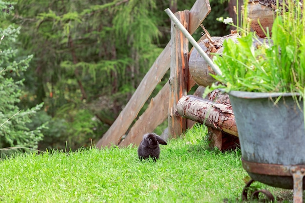 Coniglio nero nel cortile. Scena del villaggio.