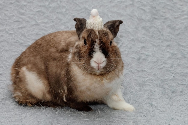 Coniglio per Natale e Capodanno 2023 si siede un coniglio con un cappello invernale bianco
