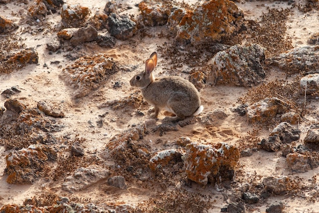 coniglio selvatico nel paesaggio vulcanico di Fuerteventura