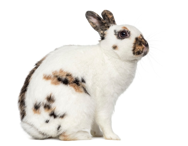 Coniglio spot inglese isolato su bianco