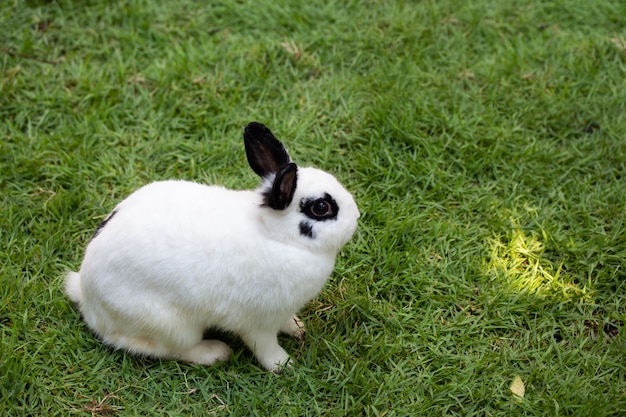 Coniglio sveglio adorabile che si siede sull&#39;erba verde. Piccolo coniglio ingannevole in giardino