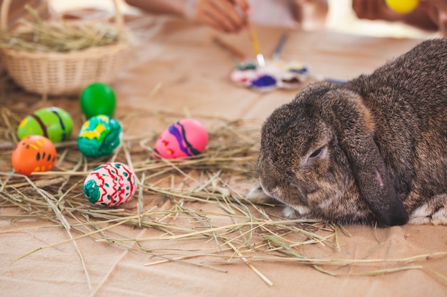 Coniglio sveglio dell'Olanda con le uova di Pasqua dipinte a pasqua festiva