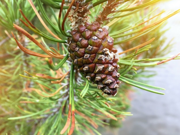 Cono d&#39;abete verde, Larix leptolepis