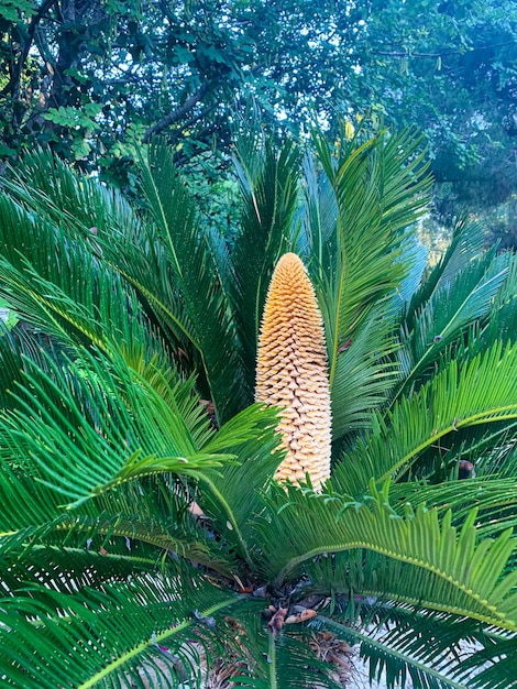 Cono di Cycas rumphii della pianta sempreverde.