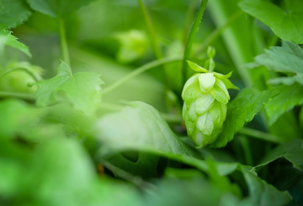 Cono di luppolo verde selvatico Sfondo naturale