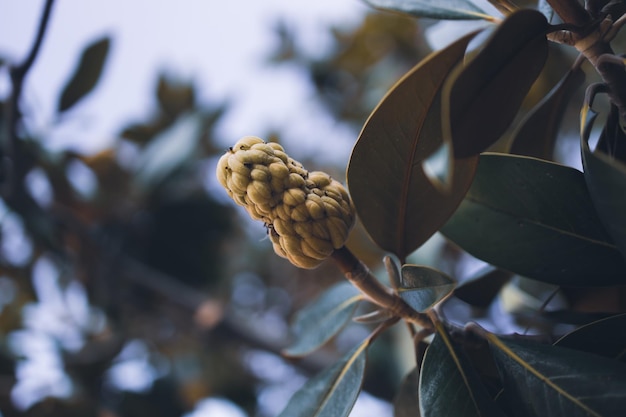 Cono di magnolia meridionale che fiorisce nel parco in estate