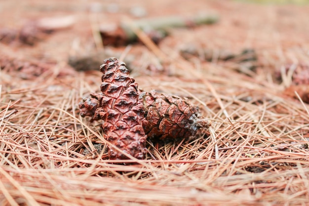 Cono di pino marrone o frutto di pino a terra con foglia di pino autunnale secca sullo sfondo