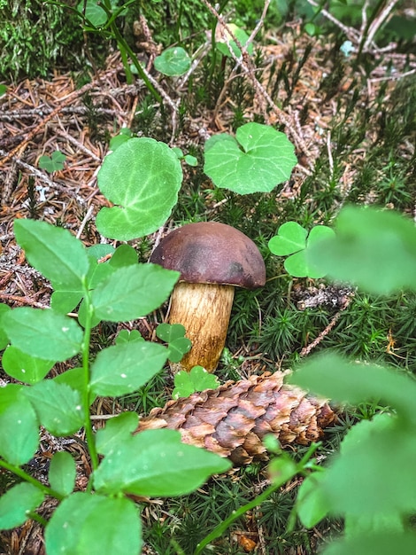 Cono e fungo nell'erba