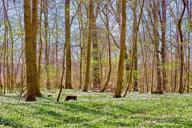 Conservazione della natura e dell'ambiente di fiori di anemone bianco che sbocciano in un pacifico campo magico Vista del paesaggio di piccole piante di ranunculaceae che fioriscono e fioriscono in una remota foresta di campagna