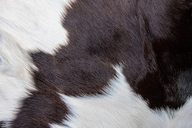 Consistenza del mantello di pelle di mucca marrone con macchie bianche e marroni di pelliccia