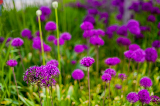 Consistenza del prato verde con fiori viola.