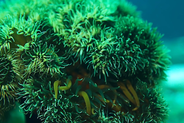 consistenza dell'anemone marina macro tentacoli coralli