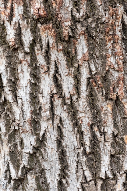 Consistenza della corteccia di un albero piuttosto ruvida