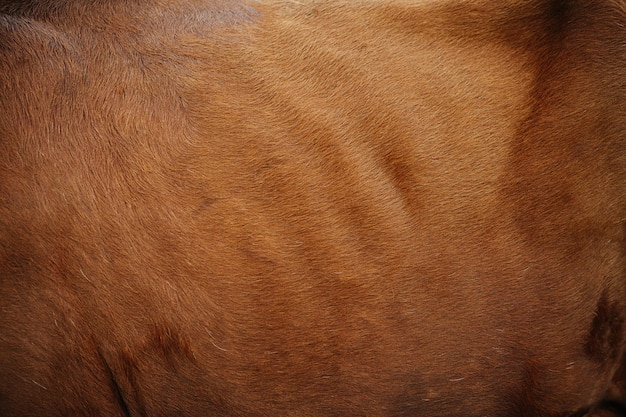 Consistenza della pelle di mucca marrone brillante Ha un colore uniforme