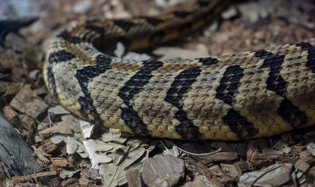 consistenza della pelle di un serpente, squame dettagliate della pelle di un rettile