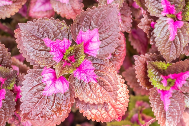 Consistenza delle foglie di Coleus.