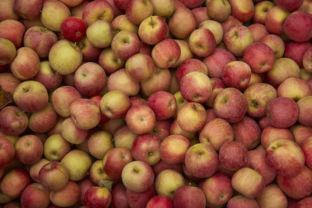 Consistenza mela rossa: tante mele rosse raccolte in un cassonetto al momento della raccolta in fase di produzione. Conservazione delle mele.