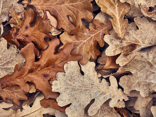 Consistenza naturale delle foglie secche.