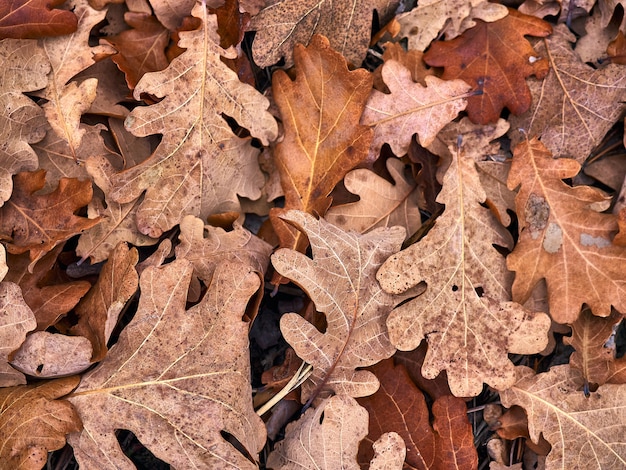 Consistenza naturale delle foglie secche.