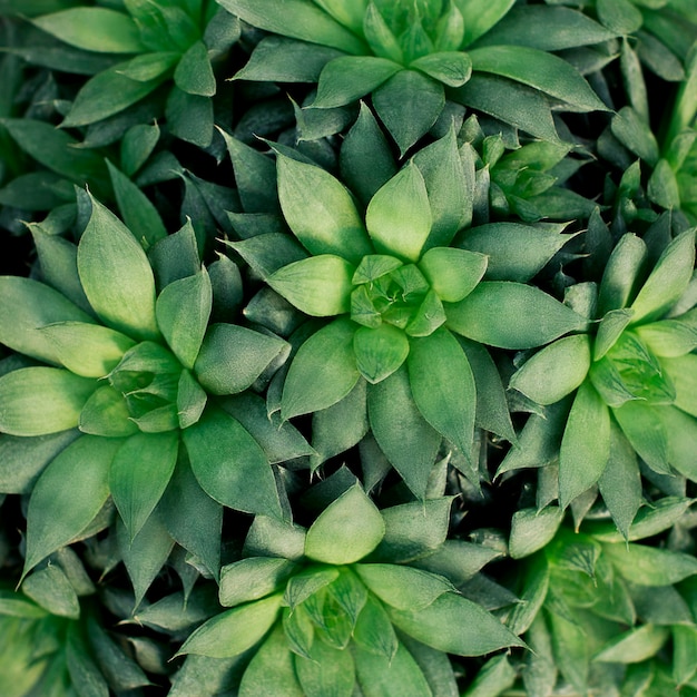 Consistenza organica naturale. Modello di piante grasse verdi