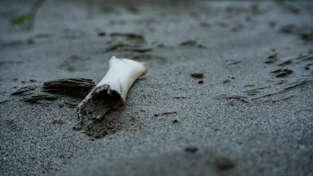 Consumato di ossa di animali sulla spiaggia sabbiosa