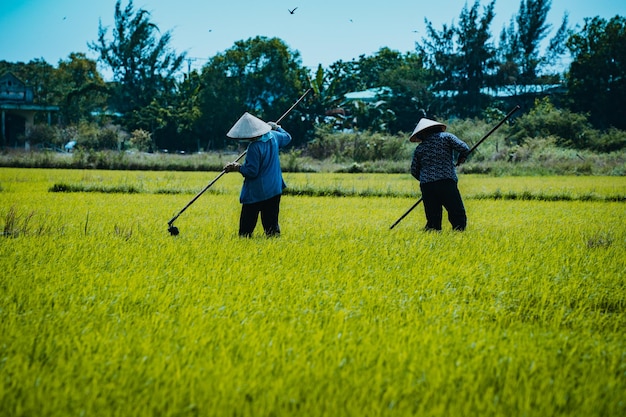 Contadina asiatica che lavora sul campo di riso