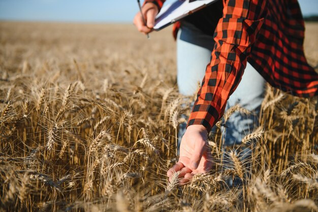 Contadina che analizza il raccolto di grano