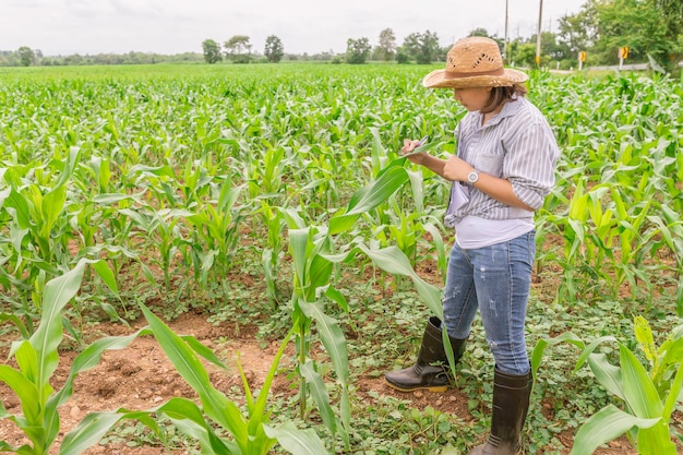 Contadina che lavora presso una fattoria di mais. Raccogli i dati sulla crescita delle piante di mais. Tenendo in mano un tablet touch pad computer