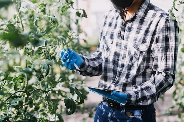 Contadina che lavora presto in un'azienda agricola che tiene un cesto di legno di verdure fresche e tabletx9