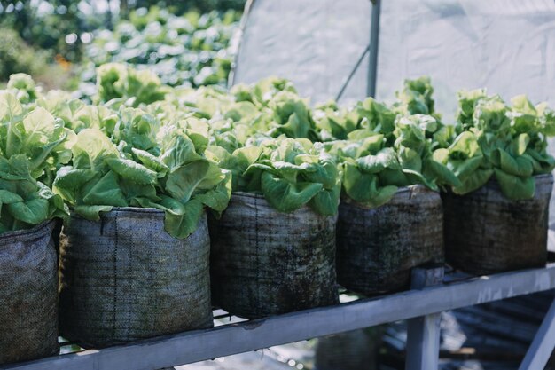 Contadina che lavora presto in un'azienda agricola che tiene un cesto di legno di verdure fresche e tabletx9