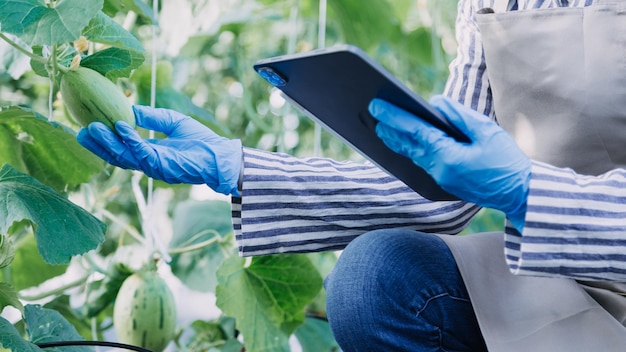 Contadina che lavora presto nella fattoria che tiene cesto di legno di verdure fresche e tablet