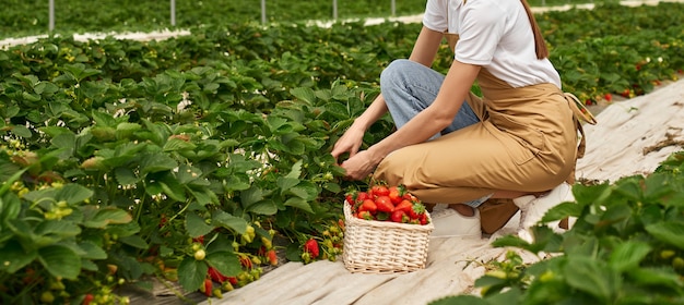 Contadina che raccoglie fragole in serra