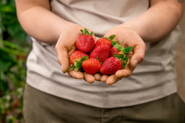 Contadina che tiene un mucchio di fragole mature e gustose