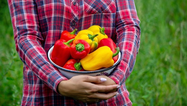 Contadina con verdure fatte in casa nelle sue mani. Messa a fuoco selettiva.