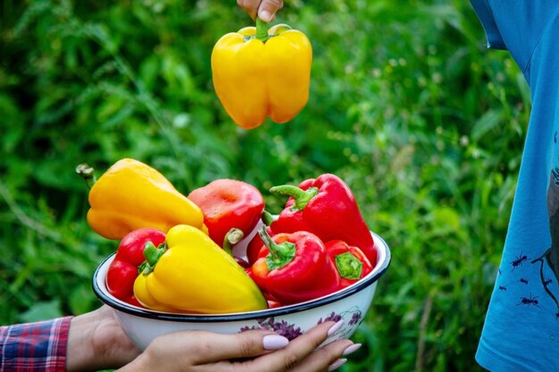 Contadina con verdure fatte in casa nelle sue mani. Messa a fuoco selettiva.