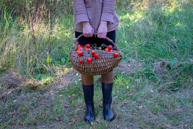 Contadina in possesso di un cesto di pomodori rossi