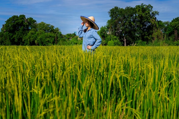 Contadina tailandese che raccoglie riso nella campagna Thailandia