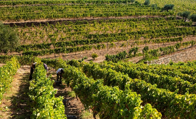 Contadini alla vendemmia che raccolgono l'uva