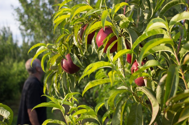 Contadino a guardare il raccolto di pesche. Raccolta della nettarina.