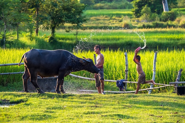 Contadino asiatico con bufalo nel campo di riso, l'uomo asiatico ama e fa il bagno al suo bufalo nella campagna thailandese.