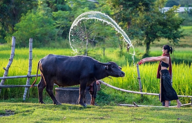 Contadino asiatico e bufalo nel campo di riso, una donna asiatica ama e fa la doccia al suo bufalo nelle zone rurali della Thailandia.