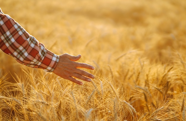 Contadino che cammina attraverso il campo controllando il raccolto di grano. Germogli di grano nelle mani dell'agricoltore