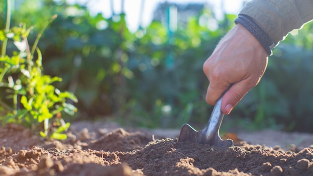 Contadino che coltiva la terra in giardino con attrezzi manuali Allentamento del suolo Concetto di giardinaggio Lavori agricoli nella piantagione