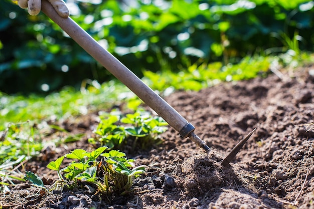 Contadino che coltiva la terra in giardino con attrezzi manuali Allentamento del suolo Concetto di giardinaggio Lavori agricoli nella piantagione