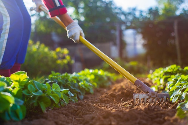 Contadino che coltiva la terra in giardino con attrezzi manuali Allentamento del suolo Concetto di giardinaggio Lavori agricoli nella piantagione